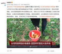 台湾几千吨凤梨释迦滞销