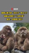 峨眉山猴子的好日子到头了