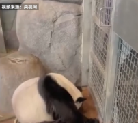 大熊猫丫丫身体状况评估完毕