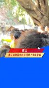 重庆动物园大熊猫反向参观游客