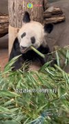 丫丫有堆成小山的竹子