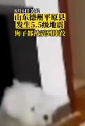 地震来临时小狗被震到摔跤