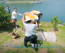湖北一村庄无人机运橙子好壮观
