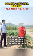 小偷1夜挖700斤芋头被抓 农户笑了