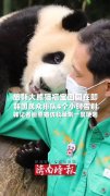 韩记者画熊猫仿妆哽咽告