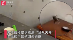 上海一维修工遭遇“鼠从天降”
