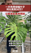 一片热带植物叶子何以卖到30万元